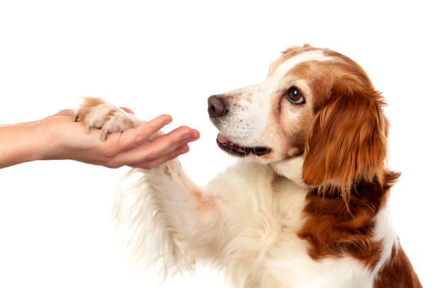 istock Friendship between a dog and its owner 1188412258
