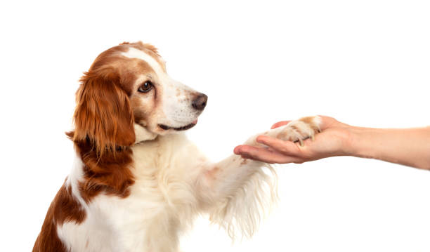 istock Friendship between a dog and its owner 1188412275