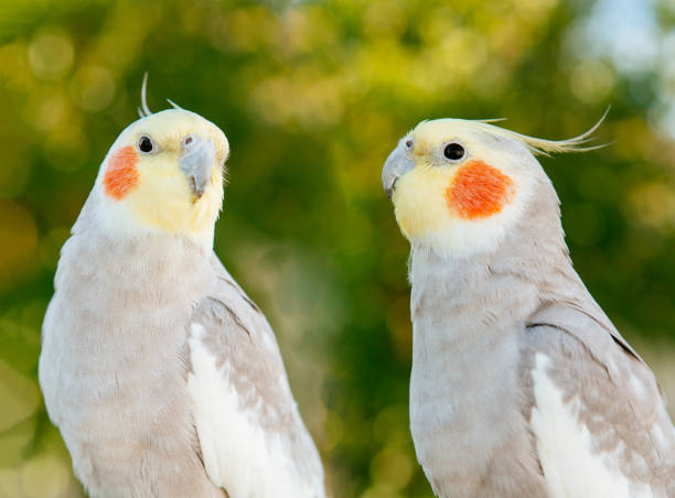 istock Couple of tropical birds 1188412276