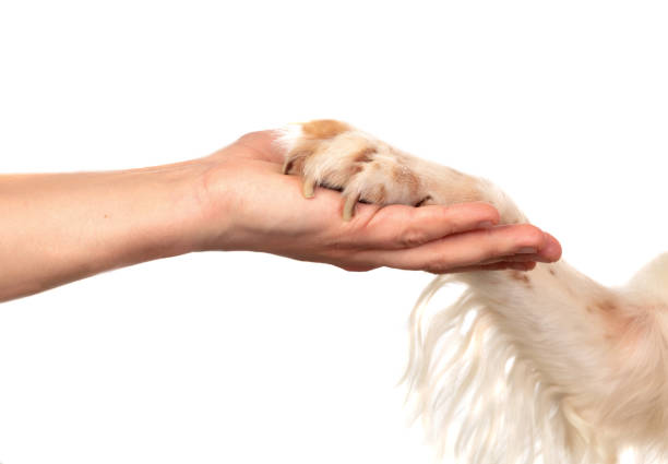 istock Friendship between a dog and its owner 1188412284