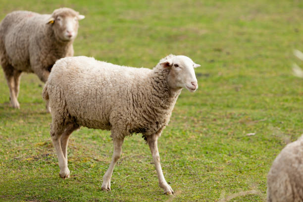 istock Sheeps grazing in the meadow with green grass 1188412368