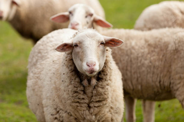 istock Sheeps grazing in the meadow with green grass 1188412397