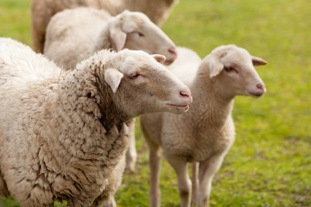 istock Sheeps grazing in the meadow with green grass 1188412417