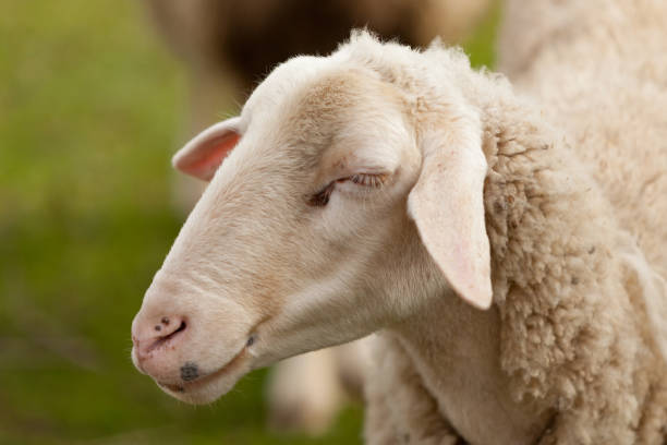 istock Sheep grazing in the meadow with green grass 1188412421