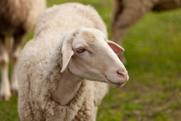 istock Sheep grazing in the meadow with green grass 1188412442