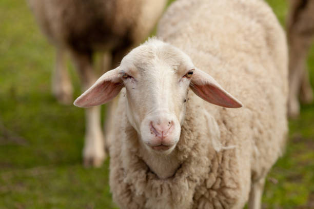 istock Sheep grazing in the meadow with green grass 1188412455