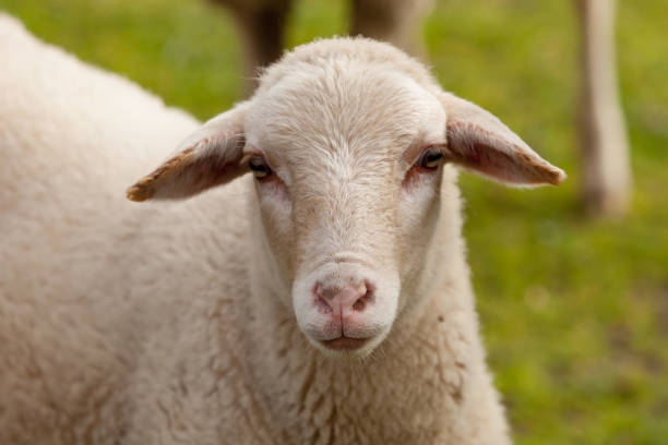 istock Sheep grazing in the meadow with green grass 1188412463