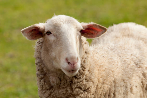 istock Sheep grazing in the meadow with green grass 1188412474