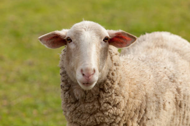 istock Sheep grazing in the meadow with green grass 1188412485