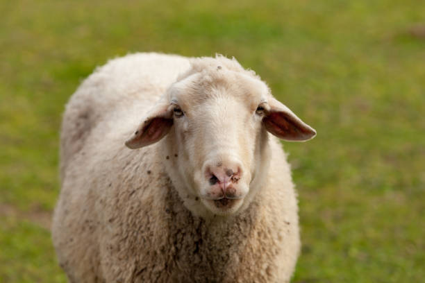 istock Sheep grazing in the meadow with green grass 1188412494