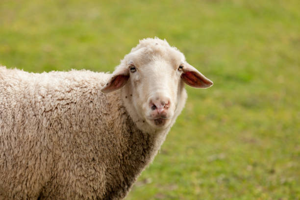 istock Sheep grazing in the meadow with green grass 1188412554