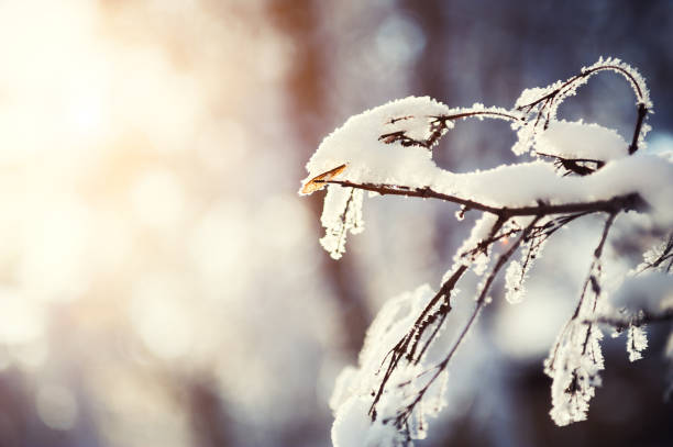 istock Hoarfrost on the trees in winter forest. 1188413223
