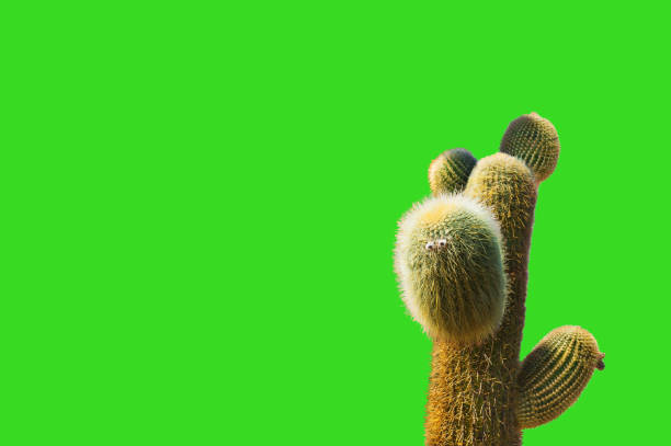 istock Big green cactus on the green background 1188413235