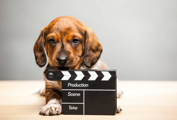 istock puppy portrait clapper board table 1188413280