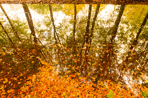 Beech trees reflected on the water surface of a creek in a forest during a beautiful fall day in Gelderland, The Netherlands. Brown golden leaves are floating on the water.