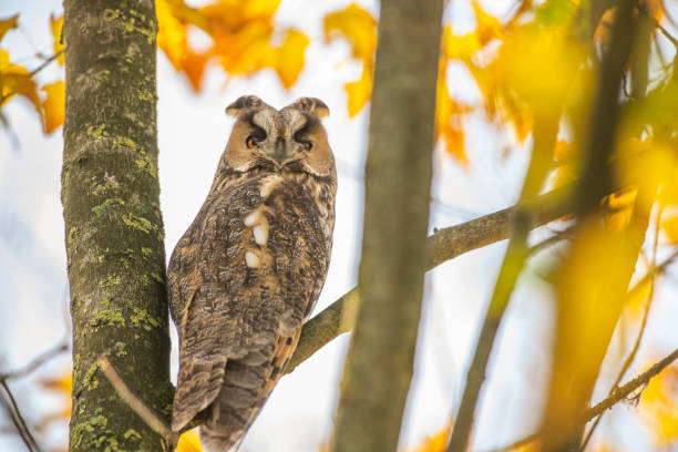 istock Long-eared owl (Asio otus) sitting high up in a tree with yellow colored leafs during a fall day. 1188415297