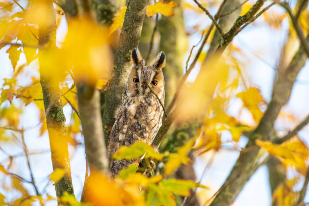istock Long-eared owl (Asio otus) sitting high up in a tree with yellow colored leafs during a fall day. 1188415335