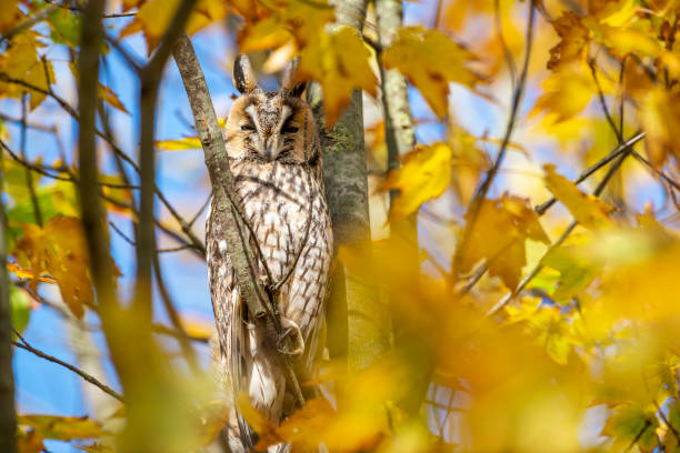 istock Long-eared owl (Asio otus) sitting high up in a tree with yellow colored leafs during a fall day. 1188415372