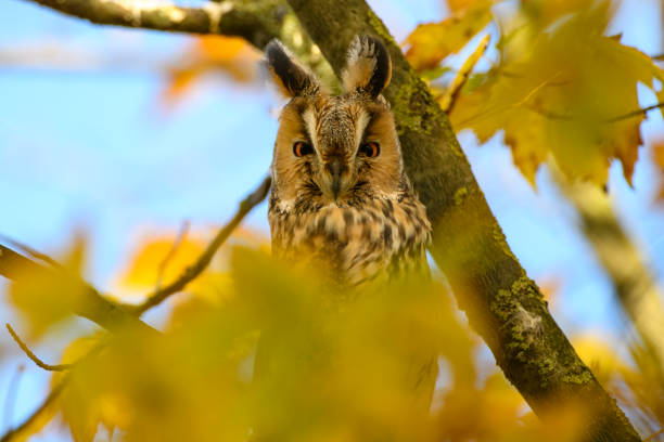 istock Long-eared owl (Asio otus) sitting high up in a tree with yellow colored leafs during a fall day. 1188415479