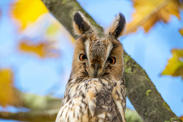 istock Long-eared owl (Asio otus) sitting high up in a tree with yellow colored leafs during a fall day. 1188415640