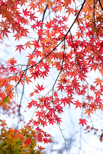 Maple leaves turning red during autumn in Toronto, Canada.