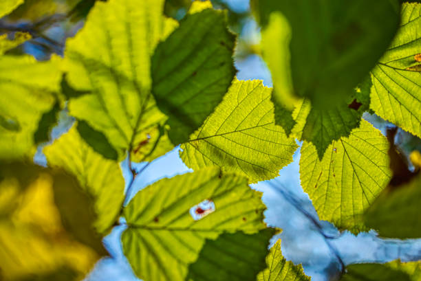 autumn in a green park