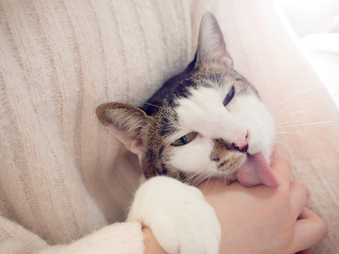 Cat licking hand of a Japanese teenage girl.