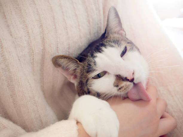 Cat licking hand of a teenage girl. stock photo