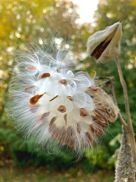 istock Burst of delicate milkweed seeds 1188417198