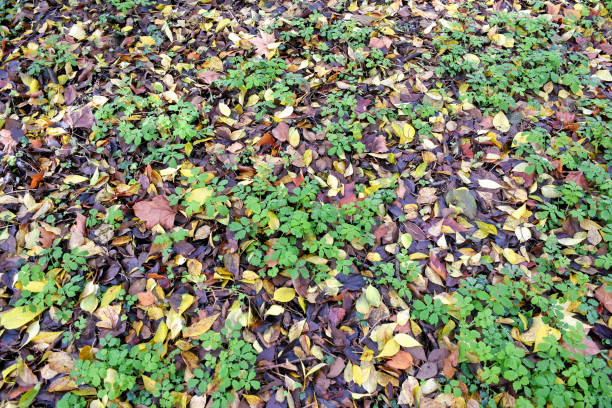 istock Leaves of trees in autumn time 1188417717