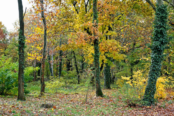 istock Trees in the woods in autumn time 1188417961