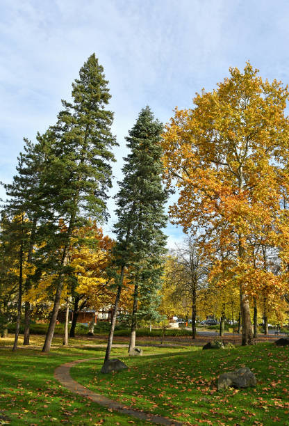 istock Trees in the woods in autumn time 1188418174