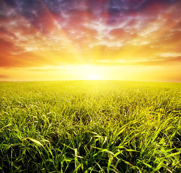 field of grass and sunset stock photo