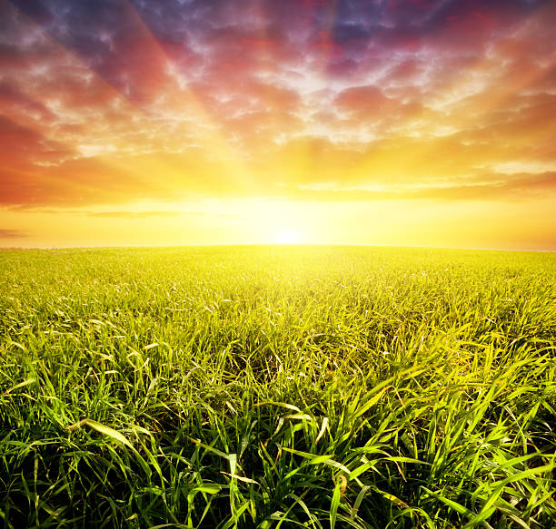 Campo de grama e pôr do sol - fotografia de stock