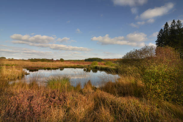 This is one of the only virgin forest in Denmark, it originate from seeds blown from Sweden. The picture is taken at Kalvebod Fælled - Kalvebod Commons, which is a nature area and public park close to the center of Copenhagen and it is a popular area for bird watchers