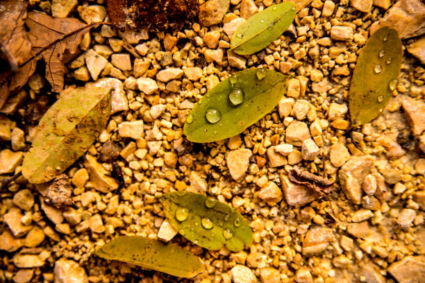 leaves with rain drops on a way