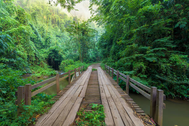 istock Wooden bridge in the deep forest 1188422196