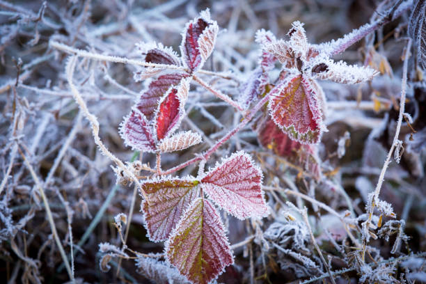 istock frozen twig in morning hoarfrost 1188422381