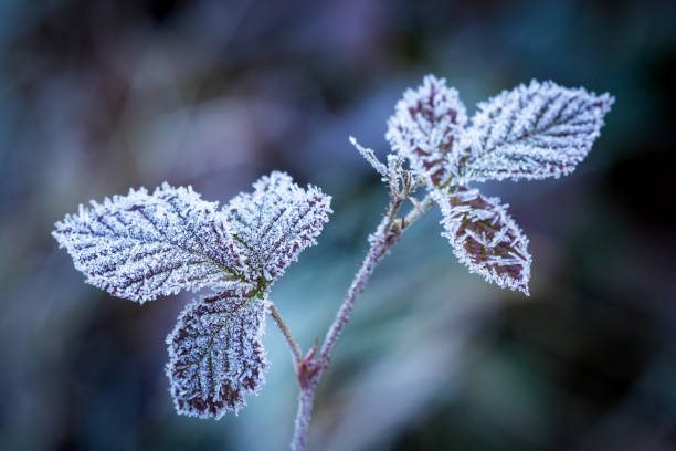 istock morning hoarfrost on twig 1188422391
