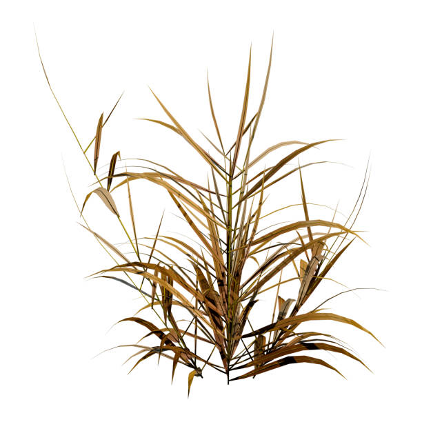 istock 3D illustration patch of grass on white 1188422535