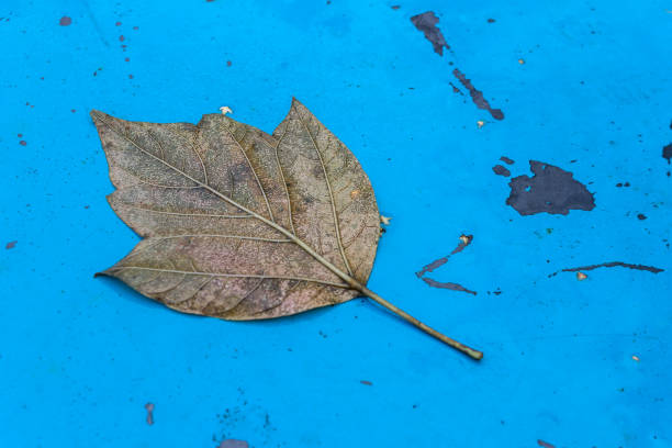 istock Old and dry autumn leaf on a blue, rusty table 1188422710