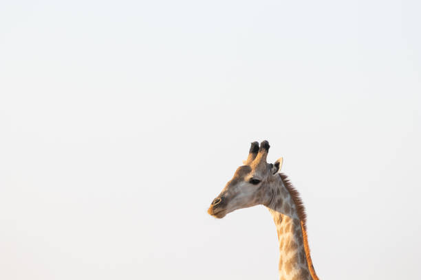 istock Wild giraffe in the African savannah, 1188425305