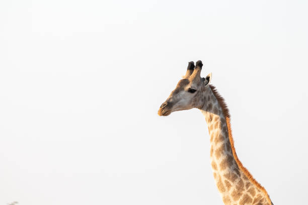 istock Wild giraffe in the African savannah, 1188425340
