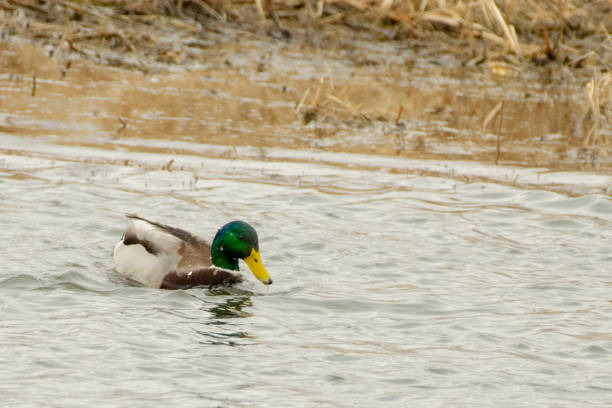 istock Mallard duck in pond 1188425447