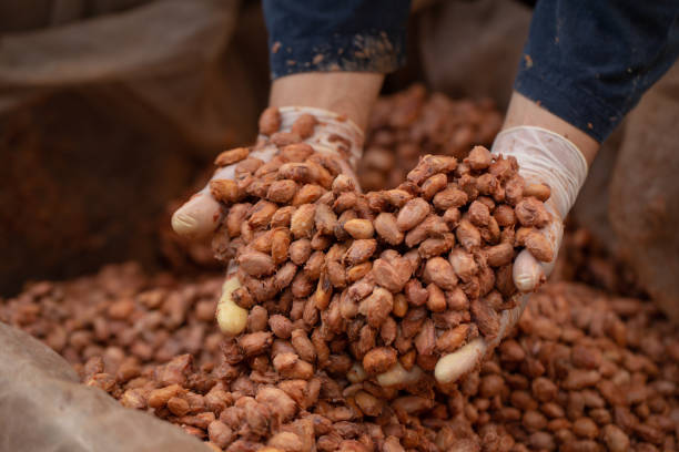 istock Cocoa beans are fermented in wooden boxto develop the chocolate flavor. 1188426638