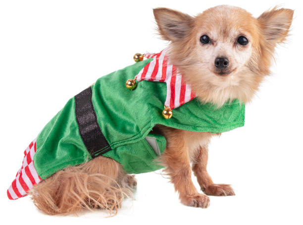 istock Chihuahua sitting in a goblin's outfit for Christmas 1188426663