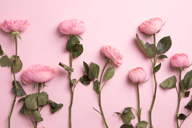Flowers composition with flowers on pastel pink background. Flat lay, top view, copy space