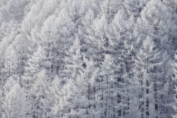 istock Winter mountain forest in Soelden 1188427842