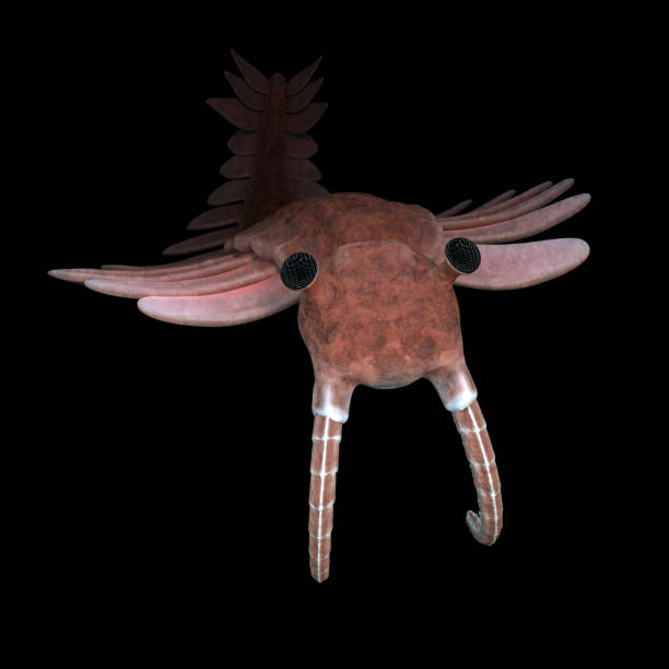 istock Anomalocaris, creature of the Cambrian period, isolated on black background 1188427969