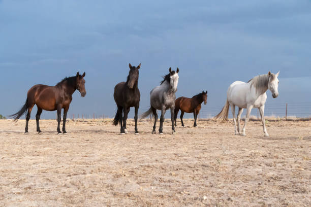 istock horses riding freely 1188428178